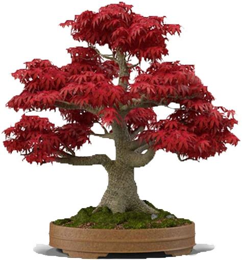 buy japanese red maple tree seeds